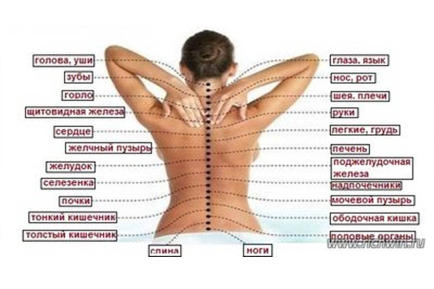 Влияние проблем позвоночника на органы