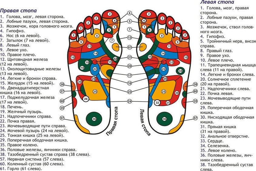Проекции органов на стопе