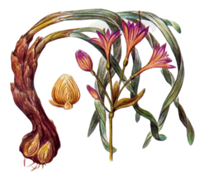 Экстракт растений горного Памира (Ungernia Viсtoris)