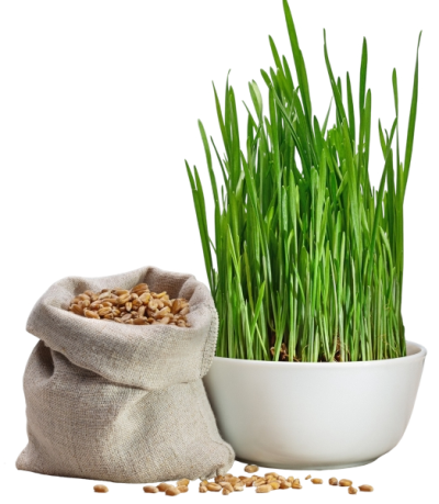 Ростки пшеницы ростки пшеницы