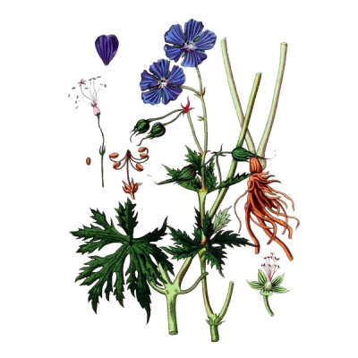 Герань луговая