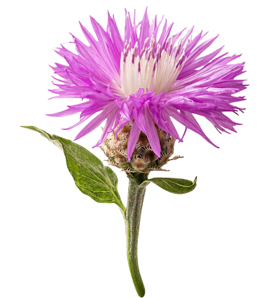 Экстракт левзеи