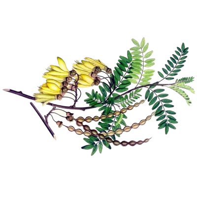 Софора японская Плоды софоры японской