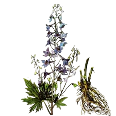 живокость высокая