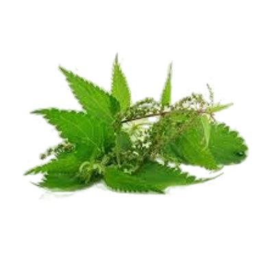 Крапива Крапива двудомная