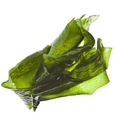 Ламинария Японика Ламинария Японика