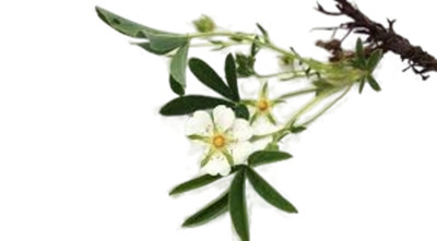 Лапчатка Лапчатка белая