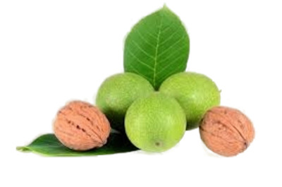 Листья грецкого ореха Листья грецкого ореха