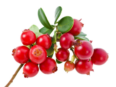 Листья брусники