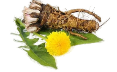 Корни одуванчика