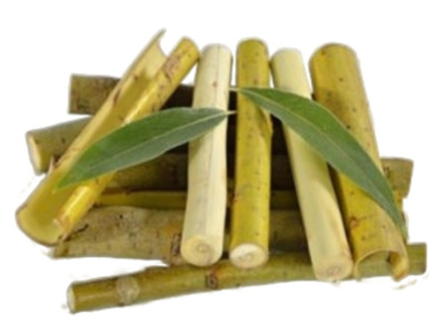 Кора ивы белой