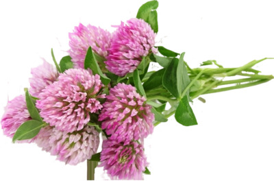 Цветки клевера лугового