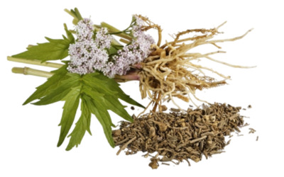 Валериана Корень валерианы