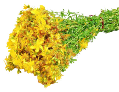 Трава зверобоя продырявленного