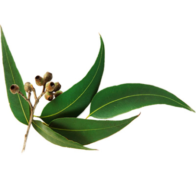 Эвкалипт Листья эвкалипта