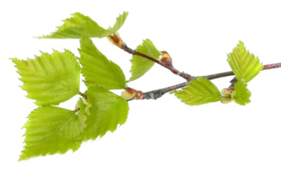 Листья берёзы Листья берёзы белой