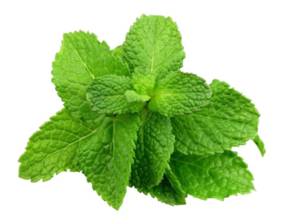 Мята перечная