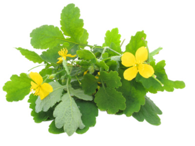 трава чистотела