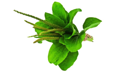 Листья подорожника большого