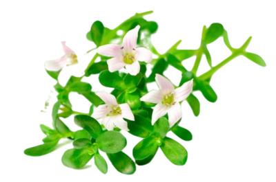 Экстракт бакопы Монье