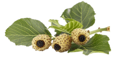 Листья шелковицы Хлорофилл шелковицы из листьев японского растения Mulberry