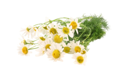 Ромашка Ромашка аптечная