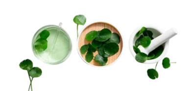 Центелла азиатская