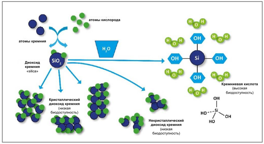 Механизм образования Орто-кремниевой кислоты при применении OSA Tavie