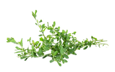 Трава горца птичьего