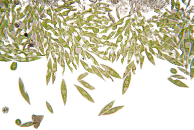 водоросли Euglena gracillis